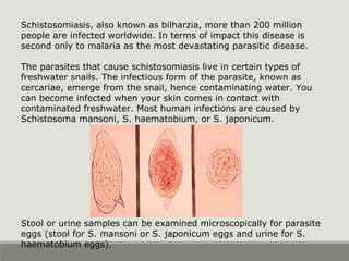 Schistosomiasis, also known as bilharzia, more than 200 million
people are infected worldwide. In terms of impact this disease is
second only to malaria as the most devastating parasitic disease.
The parasites that cause schistosomiasis live in certain types of
freshwater snails. The infectious form of the parasite, known as
cercariae, emerge from the snail, hence contaminating water. You
can become infected when your skin comes in contact with
contaminated freshwater. Most human infections are caused by
Schistosoma mansoni, S. haematobium, or S. japonicum.
Stool or urine samples can be examined microscopically for parasite
eggs (stool for S. mansoni or S. japonicum eggs and urine for S.
haematobium eggs).
 