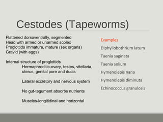 Cestodes (Tapeworms)
Examples
Diphyllobothrium latum
Taenia saginata
Taenia solium
Hymenolepis nana
Hymenolepis diminuta
Echinococcus granulosis
Flattened dorsoventrally, segmented
Head with armed or unarmed scolex
Proglottids immature, mature (sex organs)
Gravid (with eggs)
Internal structure of proglottids
Hermaphroditic-ovary, testes, vitellaria,
uterus, genital pore and ducts
Lateral excretory and nervous system
No gut-tegument absorbs nutrients
Muscles-longitidinal and horizontal
 