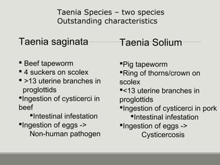 Taenia saginata
 Beef tapeworm
 4 suckers on scolex
 >13 uterine branches in
proglottids
Ingestion of cysticerci in
beef
Intestinal infestation
Ingestion of eggs ->
Non-human pathogen
Taenia Solium
Pig tapeworm
Ring of thorns/crown on
scolex
<13 uterine branches in
proglottids
Ingestion of cysticerci in pork
Intestinal infestation
Ingestion of eggs ->
Cysticercosis
Taenia Species – two species
Outstanding characteristics
 