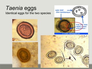Taenia eggs
Identical eggs for the two species
 