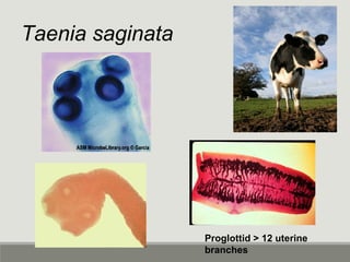 Taenia saginata
Proglottid > 12 uterine
branches
 