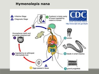 Hymenolepis nana
 