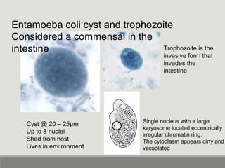 Entamoeba coli cyst and trophozoite
Considered a commensal in the
intestine
Cyst @ 20 – 25µm
Up to 8 nuclei
Shed from host
Lives in environment
Trophozoite is the
invasive form that
invades the
intestine
Single nucleus with a large
karyosome located eccentrically
irregular chromatin ring.
The cytoplasm appears dirty and
vacuolated
 