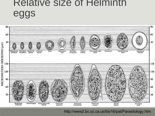 Relative size of Helminth
eggs
http://www2.bc.cc.ca.us/bio16/pal/Parasitology.htm
 