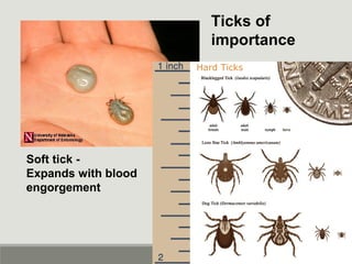 Ticks of
importance
Soft tick -
Expands with blood
engorgement
Hard Ticks
 