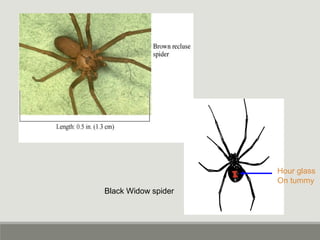 Black Widow spider
Hour glass
On tummy
 