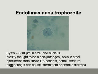 Endolimax nana trophozoite
Cysts – 8-10 µm in size, one nucleus
Mostly thought to be a non-pathogen, seen in stool
specimens from HIV/AIDS patients, some literature
suggesting it can cause intermittent or chronic diarrhea
 