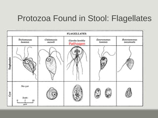 Protozoa Found in Stool: Flagellates
Pathogen
 