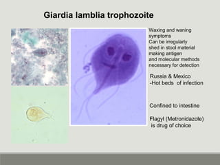 Giardia lamblia trophozoite
Waxing and waning
symptoms
Can be irregularly
shed in stool material
making antigen
and molecular methods
necessary for detection
Russia & Mexico
-Hot beds of infection
Confined to intestine
Flagyl (Metronidazole)
is drug of choice
 