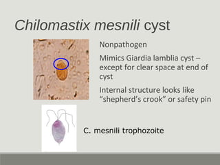 Chilomastix mesnili cyst
Nonpathogen
Mimics Giardia lamblia cyst –
except for clear space at end of
cyst
Internal structure looks like
“shepherd’s crook” or safety pin
C. mesnili trophozoite
 