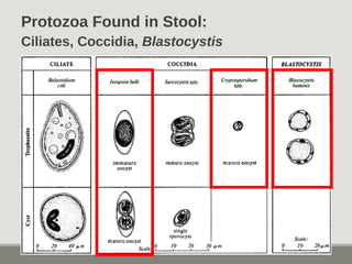 Protozoa Found in Stool:
Ciliates, Coccidia, Blastocystis
 