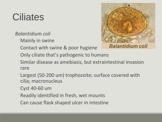 Ciliates
Balantidium coli
◦Mainly in swine
◦Contact with swine & poor hygiene
◦Only ciliate that’s pathogenic to humans
◦Similar disease as amebiasis, but extraintestinal invasion
rare
◦Largest (50-200 um) trophozoite; surface covered with
cilia; macronucleus
◦Cyst 40-60 um
◦Readily identified in fresh, wet mounts
◦Can cause flask shaped ulcer in intestine
 