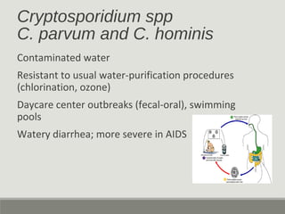 Cryptosporidium spp
C. parvum and C. hominis
Contaminated water
Resistant to usual water-purification procedures
(chlorination, ozone)
Daycare center outbreaks (fecal-oral), swimming
pools
Watery diarrhea; more severe in AIDS
 