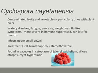 Cyclospora cayetanensis
Contaminated fruits and vegetables – particularly ones with plant
hairs
Watery diarrhea; fatigue, anorexia, weight loss, flu like
symptoms. More severe in immune suppressed, can last for
months
Infects upper small bowel
Treatment Oral Trimethoprim/sulfamethoxazole
Found in vacuoles in cytoplasm of jejunal epithelium, villous
atrophy, crypt hyperplasia
 