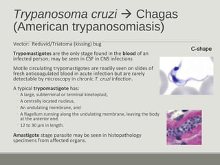 Trypanosoma cruzi  Chagas
(American trypanosomiasis)
Vector: Reduvid/Triatoma (kissing) bug
Trypomastigotes are the only stage found in the blood of an
infected person; may be seen in CSF in CNS infections
Motile circulating trypomastigotes are readily seen on slides of
fresh anticoagulated blood in acute infection but are rarely
detectable by microscopy in chronic T. cruzi infection.
A typical trypomastigote has:
◦ A large, subterminal or terminal kinetoplast,
◦ A centrally located nucleus,
◦ An undulating membrane, and
◦ A flagellum running along the undulating membrane, leaving the body
at the anterior end.
◦ 12 to 30 µm in length.
Amastigote stage parasite may be seen in histopathology
specimens from affected organs.
C-shape
 