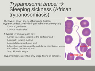 Trypanosoma brucei 
Sleeping sickness (African
trypanosomiasis)
The two T. brucei species that cause African
trypanosomiasis are indistinguishable morphologically
◦ T. brucei gambiense
◦ T. brucei rhodesiense
A typical trypomastigote has:
◦ A small kinetoplast located at the posterior end
◦ A centrally located nucleus
◦ An undulating membrane, and
◦ A flagellum running along the undulating membrane, leaving
the body at the anterior end
◦ 14 to 33 µm in length
Trypomastigotes are the only stage found in patients. kinetoplast
nucleus
 