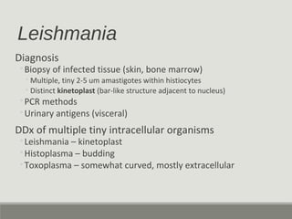 Leishmania
Diagnosis
◦Biopsy of infected tissue (skin, bone marrow)
◦Multiple, tiny 2-5 um amastigotes within histiocytes
◦Distinct kinetoplast (bar-like structure adjacent to nucleus)
◦PCR methods
◦Urinary antigens (visceral)
DDx of multiple tiny intracellular organisms
◦Leishmania – kinetoplast
◦Histoplasma – budding
◦Toxoplasma – somewhat curved, mostly extracellular
 