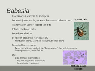 Babesia
Protozoan: B. microti, B. divergens
Zoonosis (deer, cattle, rodents; humans accidental host)
Transmission vector: Ixodes tick bite
Infects red blood cells
Found world-wide
B. microti along the Northeast US
◦ Nantucket Island, Martha’s vineyard, Shelter Island
Malaria-like syndrome
◦ Fever but without periodicity, “B-symptoms”, hemolytic anemia,
hemoglobinuria, renal failure
Dx:
◦ Blood smear examination
◦ Ring form only (mimics P. falciparum)
◦ Tetrads (unlike P. falciparum)
Maltese cross
(tetrads)
Ixodes tick
 