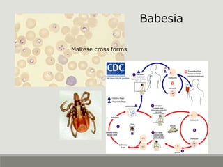 Babesia
Maltese cross forms
 