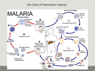 MALARIA
Life Cycle of Plasmodium Species
 