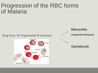 Progression of the RBC forms
of Malaria
Ring form  Trophozoite Schizont
Gametocyte
Merozoites
(ruptured schizont)
 