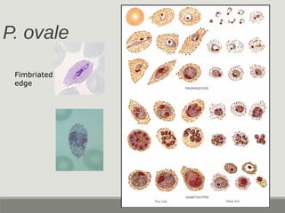 P. ovale
Fimbriated
edge
 
