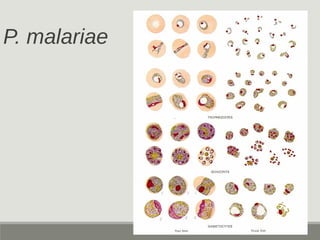 P. malariae
 
