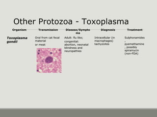 OrganismOrganism TransmissionTransmission Disease/SymptoDisease/Sympto
msms
DiagnosisDiagnosis TreatmentTreatment
ToxoplasmaToxoplasma
gondiigondii
Oral from cat fecalOral from cat fecal
materialmaterial
or meator meat
Adult: flu like;Adult: flu like;
congenital:congenital:
abortion, neonatalabortion, neonatal
blindness andblindness and
neuropathiesneuropathies
Intracellular (inIntracellular (in
macrophages)macrophages)
tachyzoitestachyzoites
SulphonamidesSulphonamides
,,
pyemethaminepyemethamine
, possibly, possibly
spiramycinspiramycin
(non-FDA)(non-FDA)
Other Protozoa - Toxoplasma
 