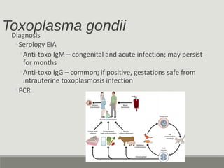 Toxoplasma gondiiDiagnosis
◦Serology EIA
◦Anti-toxo IgM – congenital and acute infection; may persist
for months
◦Anti-toxo IgG – common; if positive, gestations safe from
intrauterine toxoplasmosis infection
◦PCR
 
