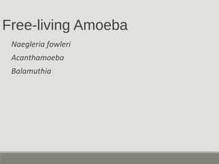 Free-living Amoeba
Naegleria fowleri
Acanthamoeba
Balamuthia
 
