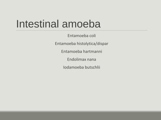 Intestinal amoeba
Entamoeba coli
Entamoeba histolytica/dispar
Entamoeba hartmanni
Endolimax nana
Iodamoeba butschlii
 