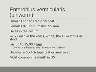Enterobius vermicularis
(pinworm)
Humans considered only host
Females 8-13mm, males 2-5 mm
Dwell in the cecum
¼-1/2 inch in thickness, white, lloks like string in
stool
Lay up to 15,000 eggs
◦Oval with a flattened side: 50-60um by 20-30um
Diagnosis- Scotch tape test or anal swab
Most common helminth in US
 