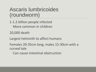 Ascaris lumbricoides
(roundworm)
1-1.2 billion people infected
◦More common in children
20,000 death
Largest helminth to affect humans
Females 20-35cm long, males 15-30cm with a
curved tale
◦Can cause intestinal obstruction
 