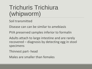 Trichuris Trichiura
(whipworm)
Soil transmitted
Disease can can be similar to amebiasis
PVA preserved samples inferior to formalin
Adults attach to large intestine and are rarely
recovered – diagnosis by detecting egg in stool
specimens
Thinnest part- head
Males are smaller than females
 
