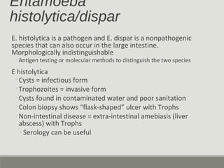 Entamoeba
histolytica/dispar
E. histolytica is a pathogen and E. dispar is a nonpathogenic
species that can also occur in the large intestine.
Morphologically indistinguishable
◦Antigen testing or molecular methods to distinguish the two species
E histolytica
◦Cysts = infectious form
◦Trophozoites = invasive form
◦Cysts found in contaminated water and poor sanitation
◦Colon biopsy shows “flask-shaped” ulcer with Trophs
◦Non-intestinal disease = extra-intestinal amebiasis (liver
abscess) with Trophs
◦Serology can be useful
 