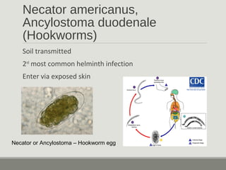 Necator americanus,
Ancylostoma duodenale
(Hookworms)
Soil transmitted
2nd
most common helminth infection
Enter via exposed skin
Necator or Ancylostoma – Hookworm egg
 