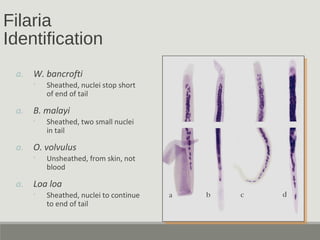 Filaria
Identification
a. W. bancrofti
◦ Sheathed, nuclei stop short
of end of tail
a. B. malayi
◦ Sheathed, two small nuclei
in tail
a. O. volvulus
◦ Unsheathed, from skin, not
blood
a. Loa loa
◦ Sheathed, nuclei to continue
to end of tail
 