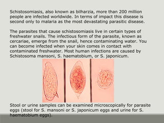 Taenia saginata
 Beef tapeworm
 4 suckers on scolex
 >13 uterine branches in
proglottids
Ingestion of cysticerci in
be...
