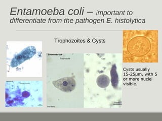 Entamoeba coli – important to
differentiate from the pathogen E. histolytica
Trophozoites & Cysts
Cysts usually
15-25µm, w...