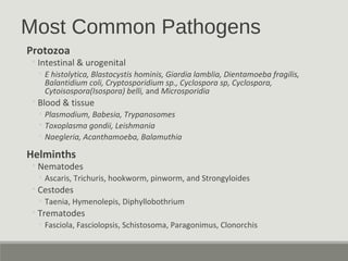 Most Common Pathogens
Protozoa
◦Intestinal & urogenital
◦ E histolytica, Blastocystis hominis, Giardia lamblia, Dientamoeb...