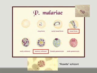 P. malariae
 
