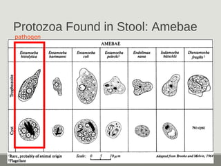 Protozoa Found in Stool: Amebae
pathogen
 