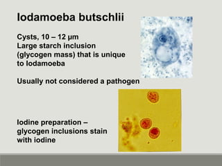 Iodamoeba butschlii
Cysts, 10 – 12 µm
Large starch inclusion
(glycogen mass) that is unique
to Iodamoeba
Usually not consi...
