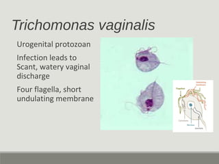 Trichomonas vaginalis
Urogenital protozoan
Infection leads to
Scant, watery vaginal
discharge
Four flagella, short
undulat...