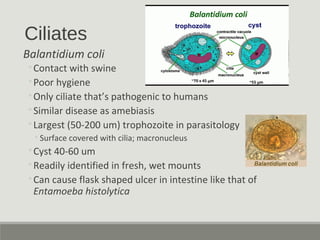 Ciliates
Balantidium coli
◦Contact with swine
◦Poor hygiene
◦Only ciliate that’s pathogenic to humans
◦Similar disease as ...