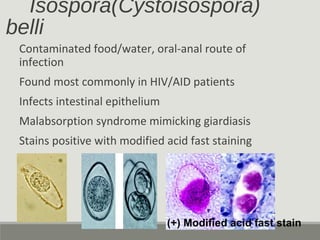 Isospora(Cystoisospora)
belli
Contaminated food/water, oral-anal route of
infection
Found most commonly in HIV/AID patient...