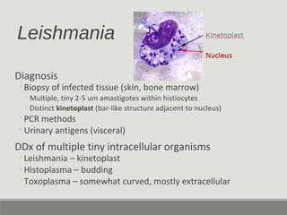 Leishmania
Diagnosis
◦Biopsy of infected tissue (skin, bone marrow)
◦Multiple, tiny 2-5 um amastigotes within histiocytes
...
