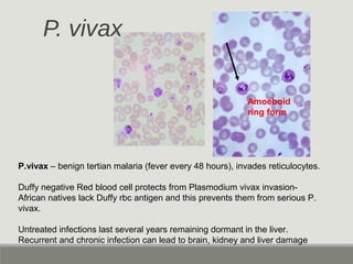 P. vivax
Amoeboid
ring form
P.vivax – benign tertian malaria (fever every 48 hours), invades reticulocytes.
Duffy negative...
