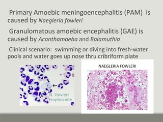 Primary Amoebic meningoencephalitis (PAM) is
caused by Naegleria fowleri
Granulomatous amoebic encephalitis (GAE) is
cause...