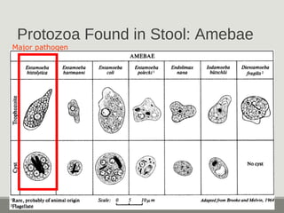 Protozoa Found in Stool: Amebae
Major pathogen
 